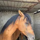 حصان شعبي كفو للبيع الحصان شخصيه وحارر