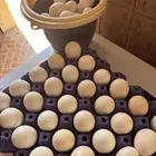بيض بلدي