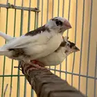 طيور جوز زيبرا بنقالي للبيع