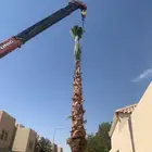 نخيل