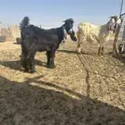 عنز مشروكه ثنيه