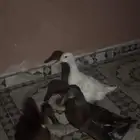 بط محترم ولديه حسن سيره وسلوك