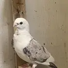 ازواج شاميه