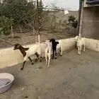 ماعز للبيع
