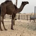 قعود كفو