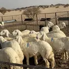 رخال حريات صنف درجة اولى