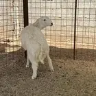 طلي حري جبر وشحم تم البيع