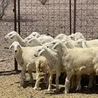 رخال