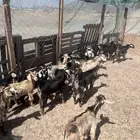 تيوس وجفار