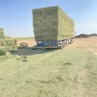 برسيم مخلوط كلاس شد طيب