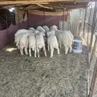 بهم رخال