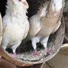 حمام بلجيكي عدد 15 جوز عشه