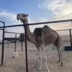 لقيه حمراء شماليه طيبه للبيع في محافظه خباش