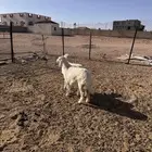 ذبايح رخال حريه