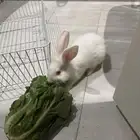أرنب فرنسي لبيع