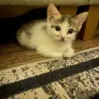 قطه للبيع