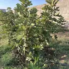 اشجار تين براون مثمره