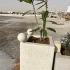 احواض نباتات
