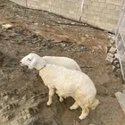 العرضيه الجنوبيه