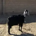 عنز طيبه دافع لها فوق الشهرين عل كلام رعيها سليمه