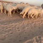 رخال حريات منوه القناي