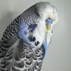 ذكر بادجي انقليزي( تم البيع)