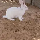 ذكور ارانب فرنسي
