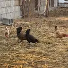 دجاج بلدي ( تم البيع)