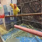 اجواز روز تحته انتاجه