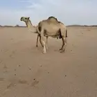 ناقه