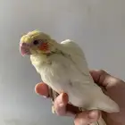 فرخ كروان لاتينو