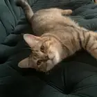 قطه ذكر للتبني العمر سته شهور