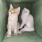 قطط للبيع مسجلين