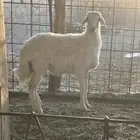 رخل للبيع