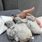 فروخ كاسكو غر