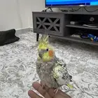 كروان اليف