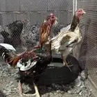 دجاج باكستاني