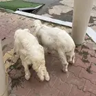 2 هرافي ذكور حريه   العمر 3 اشهر الى4