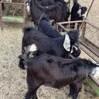 تيوس عوارض ثلاجة ( مخاصي )