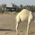حاشي سمين اوضح على الحليب والشعير والبرسم فقط