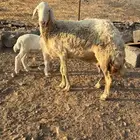 نعجه حريه يتبعها رخل