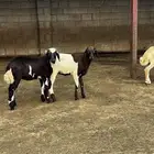 رخال تربية للبيع