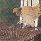 دجاجه براهما كفو