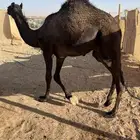 قعود قصب مجهم مفرود