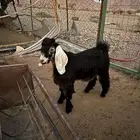 تيس عارضي