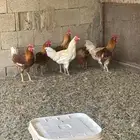 للبيع ديوك هجين عدد 6