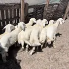 طليان