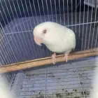 ببغاء البينو