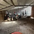 ديوك عربي اصيل