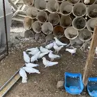 عشة حمام كاملة حول 20 جوز للبيع